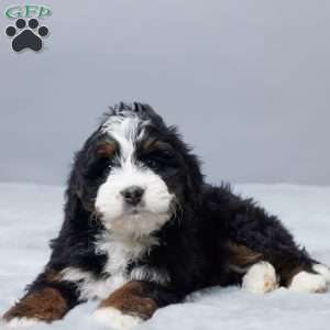 Nicolas, Mini Bernedoodle Puppy